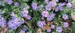 Symphyotrichum