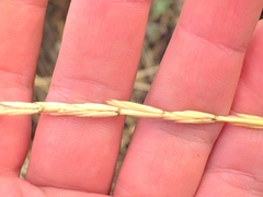 Thinopyrum intermedium