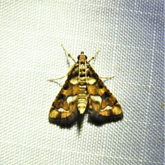 Hileithia magualis