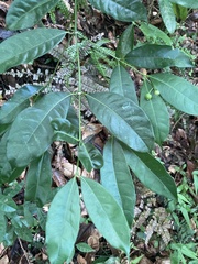 Faramea occidentalis