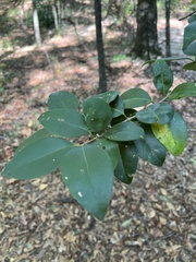 Ligustrum japonicum