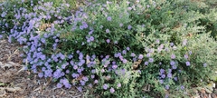 Symphyotrichum