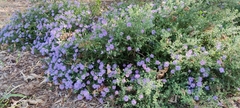 Symphyotrichum