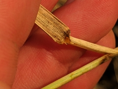 Thinopyrum intermedium