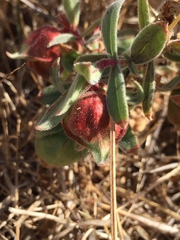 Contarinia zauschneriae