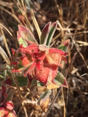 Contarinia zauschneriae