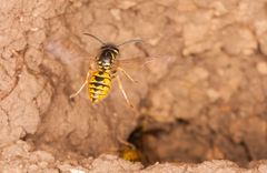 Vespula vulgaris