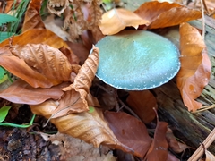 Stropharia caerulea
