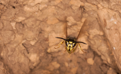 Vespula vulgaris