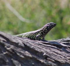 Liolaemus zapallarensis
