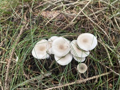 Clitocybe fragrans
