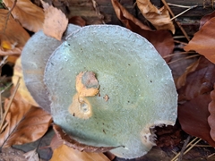 Russula virescens