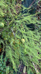 Asparagus officinalis