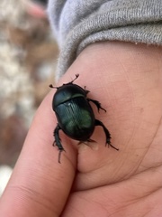 Geotrupes splendidus