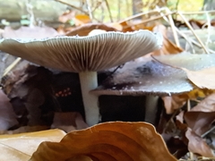 Russula virescens