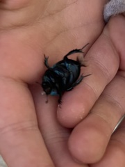 Geotrupes splendidus