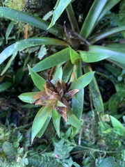 Guzmania