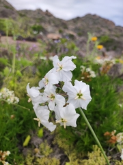 Leucocoryne ixioides