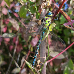 Aeshna cyanea