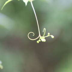 Cardiospermum corindum