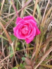 Rosa lucieae
