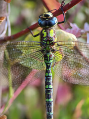 Aeshna cyanea