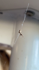 Uloborus