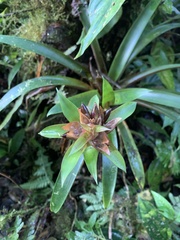 Guzmania