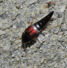 Sepedophilus