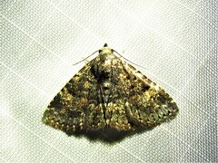 Metalectra diabolica