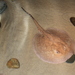Porcupine River Stingray - Photo (c) Jim Capaldi, some rights reserved (CC BY)