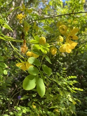 Senna surattensis