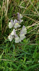Linaria repens