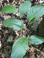 Piper glabrescens