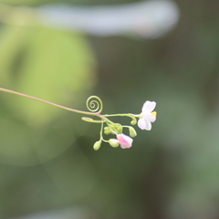 Cardiospermum corindum