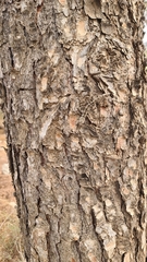 Mediodactylus orientalis