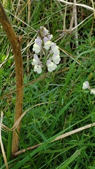 Linaria repens