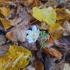 Anemonoides nemorosa