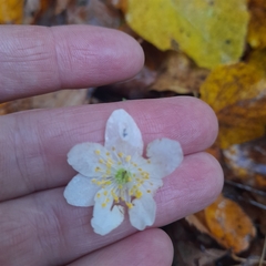 Anemonoides nemorosa
