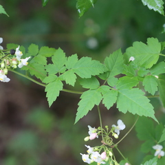 Cardiospermum corindum