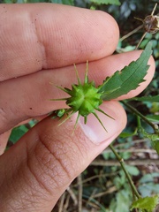 Pavonia sepium