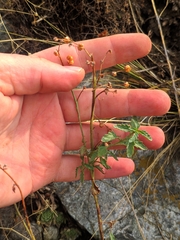 Scrophularia rupestris