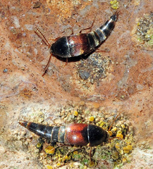 Sepedophilus