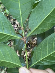 Tetragastris balsamifera