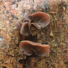 Auricularia nigricans