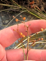 Scrophularia rupestris