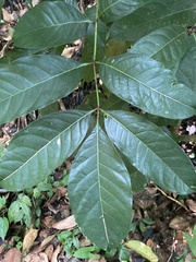 Tetragastris balsamifera