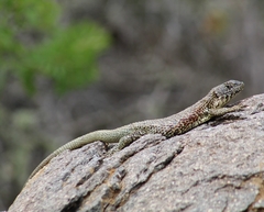 Liolaemus nitidus