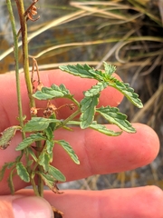 Scrophularia rupestris