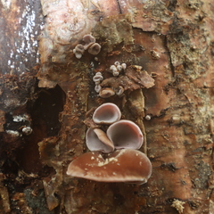 Auricularia nigricans